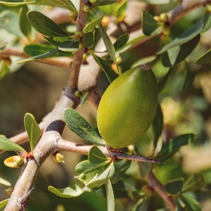 超高圧熟成アルガンオイル