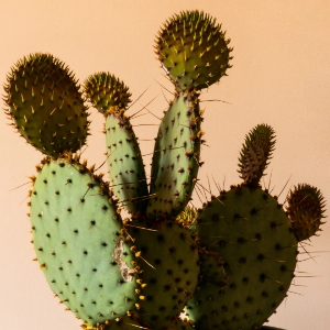 超高圧熟成サボテンオイル