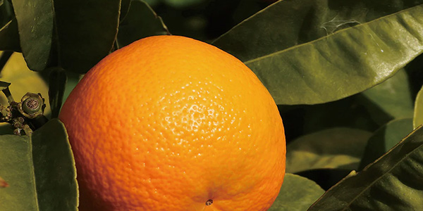 マンダリンクリア