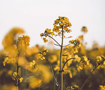 ヒートアクティブ効果