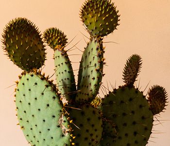 サボテンオイル