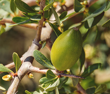 アルガンオイル