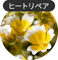 メドウフォーム-δ-ラクトン