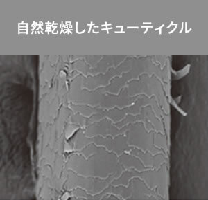 自然乾燥したキューティクル