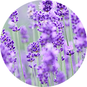 ラベンダー花エキス