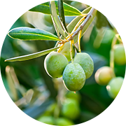 オリーブ