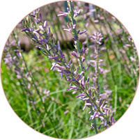 正規販売店 ティエイム V バンド ハナスゲ根エキス ティエイム